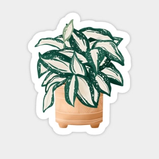 Dracaena Surculosa Sticker